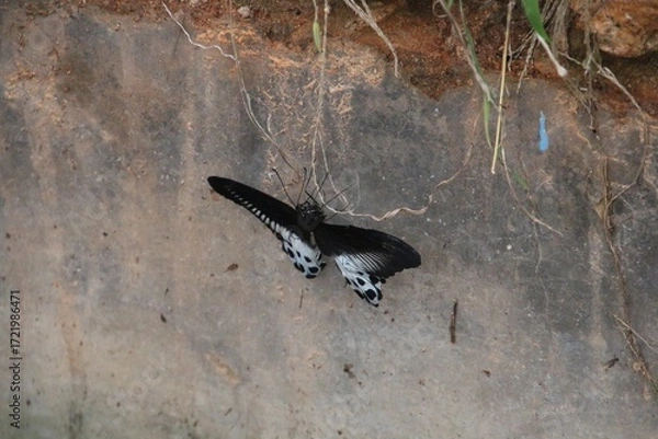 Obraz Butterfly on a wall
