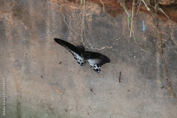 Obraz Butterfly on a wall