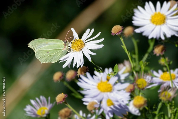Fototapeta Common brimstone butterfly (Gonepteryx rhamni) sitting on a white daisy in Zurich, Switzerland