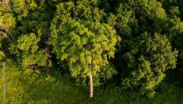 Fototapeta Aerial view of a large tree