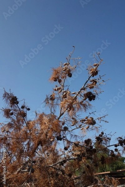 Fototapeta Coulter pine tree branch laden with numerous large, mature pine cones and dried, reddish-brown needles, set against a vibrant, clear blue sky