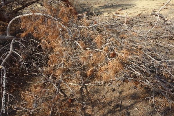 Fototapeta Large and dense pile of tangled dry, brittle, and fallen branches and feathery brown foliage of a pine tree on a ground