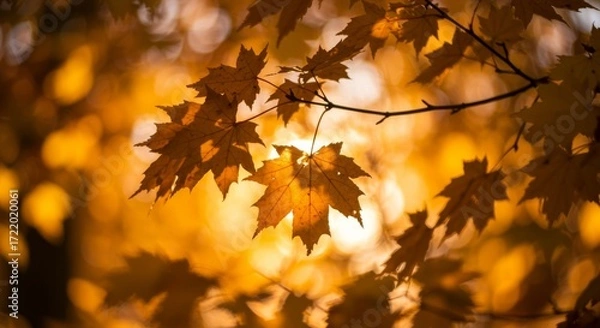 Fototapeta Golden autumn leaves illuminated by sunlight in a natural forest setting. capturing the essence of fall foliage for seasonal design and decoration.