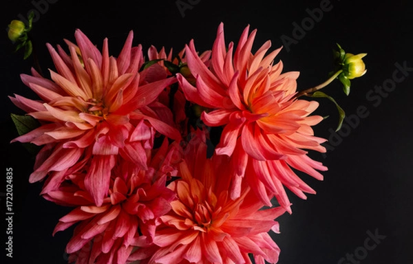 Fototapeta Bouquet of dahlias on dark background. Bright autumn flowers for home decoration.Concept: greeting card, autumn holidays, home decor. Selective focus. Close up.