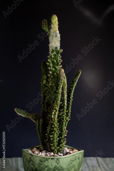 Fototapeta Opuntia Monacantha Variegata cactus in a green ceramic pot against a dark background with sun reflections. Close-up. Vertical