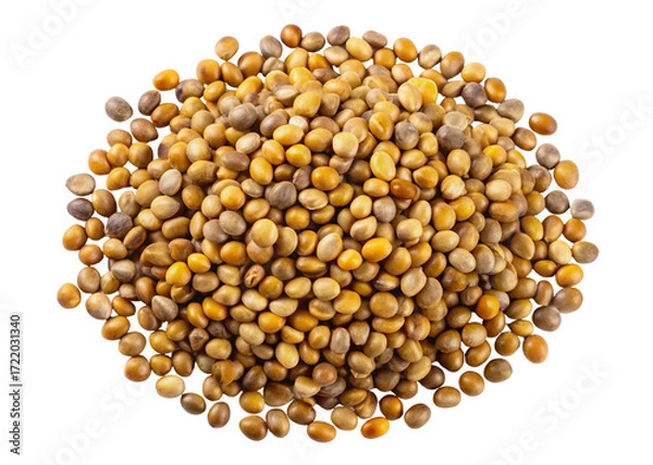 Fototapeta A close up overhead view of a pile of mustard seeds showing their varied colors isolated on transparent background