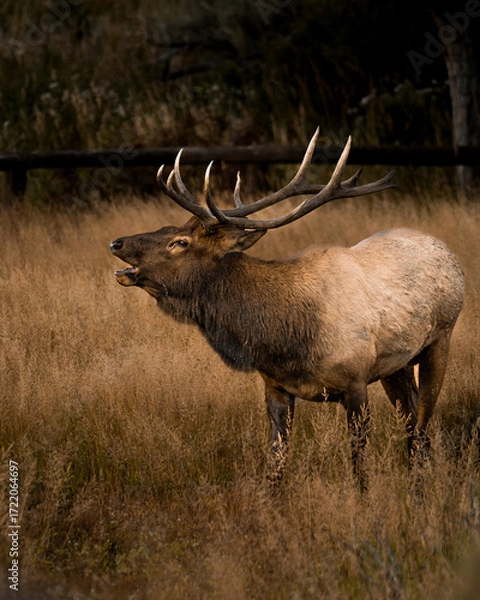 Fototapeta Elk Rut King