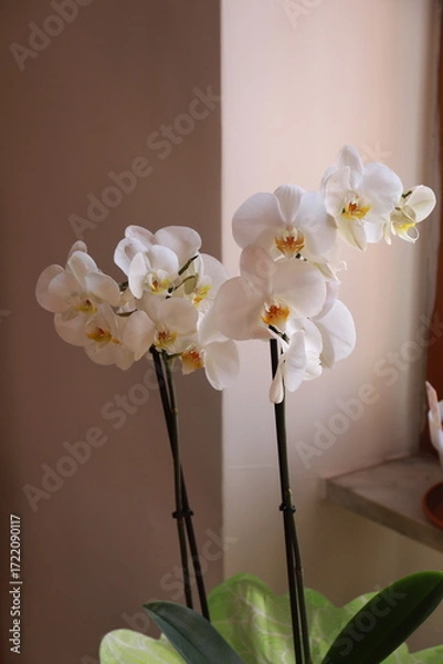 Obraz orchidea