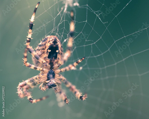 Fototapeta Spider on the web E Shallow Depth of Field Split Toning Macro Photography
