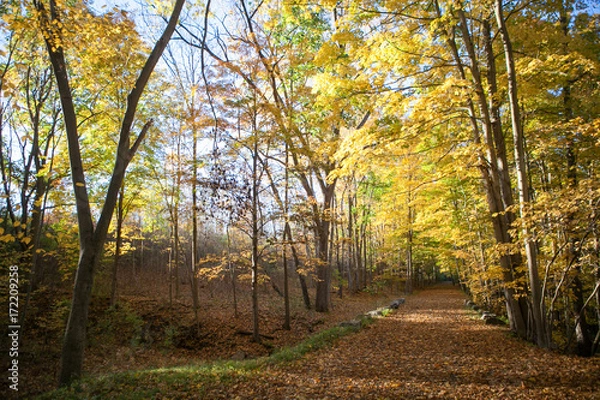 Obraz Fall Nature Path Trail in Woods