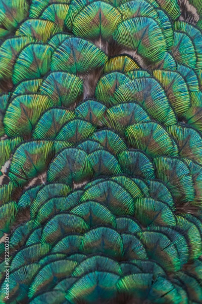 Fototapeta Turqoise ornament peacock close up feathers