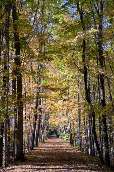 Fototapeta Forest Path with Jogger