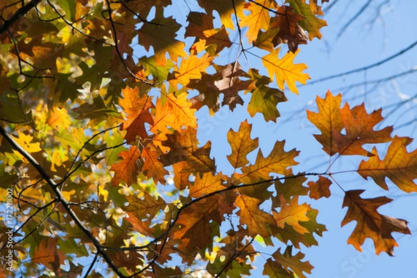 Fototapeta Fall Leaves in The Sky