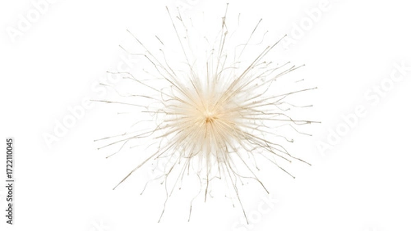Fototapeta Dandelion Seed Head: Witness the delicate beauty of a dandelion seed head, poised for dispersal. The intricate details of the feathery seeds create a captivating image of nature's artistry.