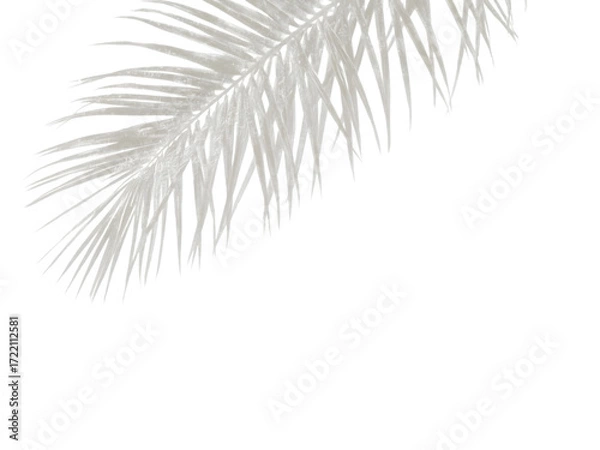 Fototapeta Palm Frond Minimalism: A close-up captures a delicate palm frond, its intricate, feathery form rendered in subtle grayscale, evoking a sense of tranquility and natural elegance.