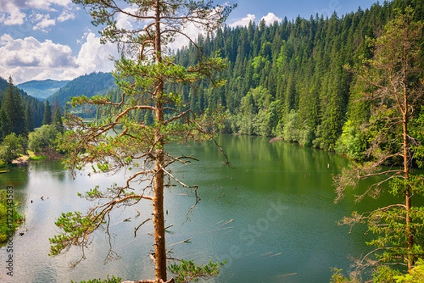 Fototapeta Serene lake surrounded by dense pine forests in Carpathian mountains, Romania