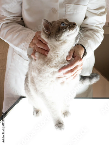 Fototapeta Female Veterinarian in a White Coat with her Hands Resting on a Large Lilac Point Siamese Cat that is Looking Up at Her
