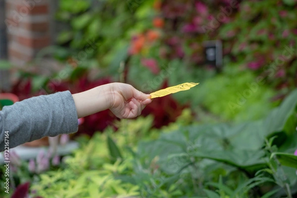 Fototapeta A child extending arm out holding a scented card on his hand for butterflies to stand on.