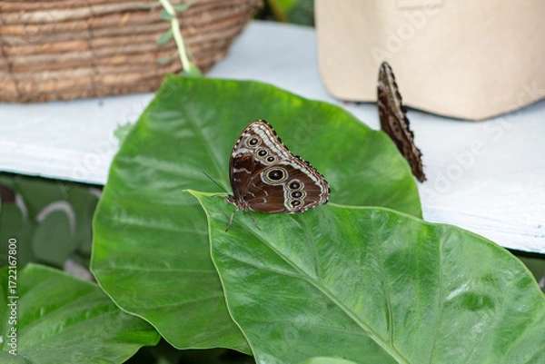 Fototapeta A common morpho butterfly resting on a  leaf.