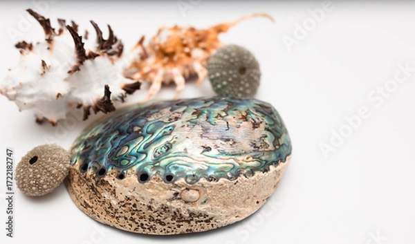 Fototapeta Collection of exotic seashells with unique spiky shapes and natural textures, arranged on a light background, ideal for marine and summer themed designs.