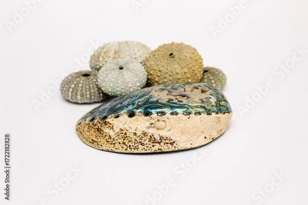 Fototapeta Collection of exotic seashells with unique spiky shapes and natural textures, arranged on a light background, ideal for marine and summer themed designs.