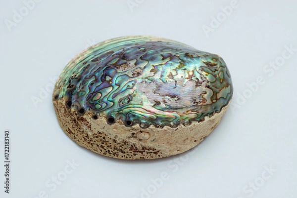 Fototapeta Collection of exotic seashells with unique spiky shapes and natural textures, arranged on a light background, ideal for marine and summer themed designs.