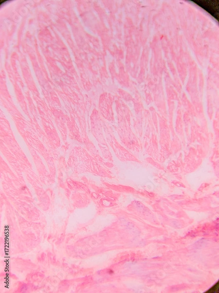 Fototapeta Histology of Normal Bladder Wall under the microscop