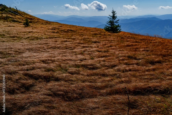 Fototapeta Isolated spruce on windswept golden mountain meadow with distant blue ridges