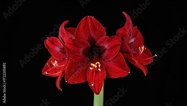Fototapeta Crimson Amaryllis Bloom: A vibrant close-up of a crimson amaryllis flower, showcasing its intricate petals and rich color, against a stark, elegant background.