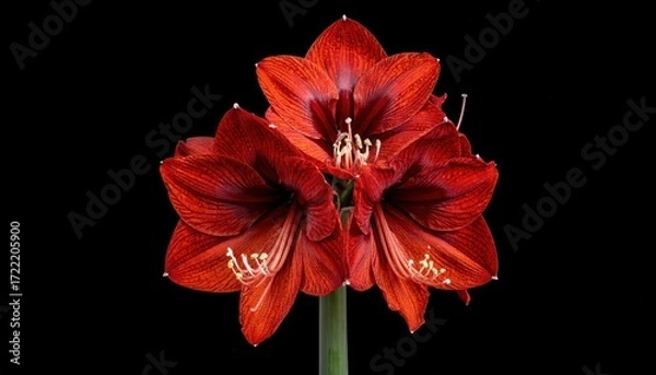 Fototapeta Crimson Amaryllis Blooms: A striking close-up of a trio of deep red amaryllis blooms, each petal delicately sculpted, against a dark background.