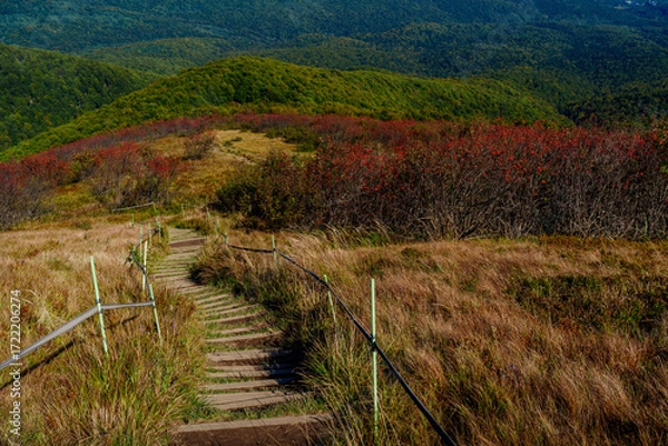 Fototapeta Mountain trail with steps descending through autumn meadows and red shrubs