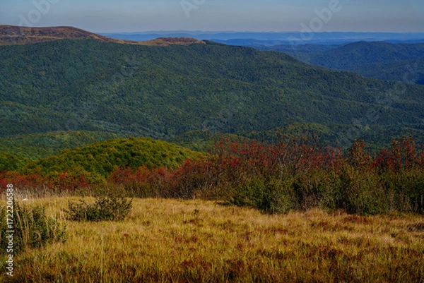 Fototapeta Golden mountain meadow with autumn shrubs and forested ridges in background
