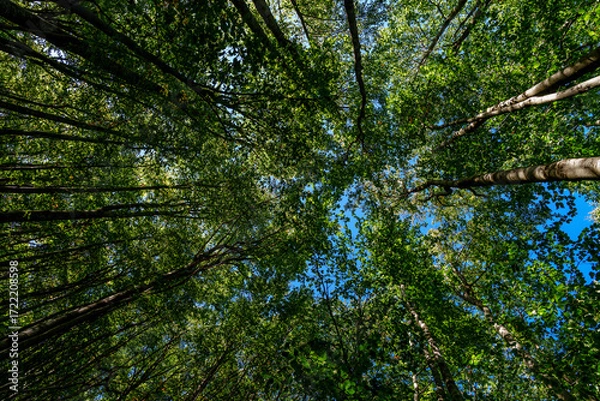 Fototapeta Canopy of tall green trees with blue sky above in late summer forest