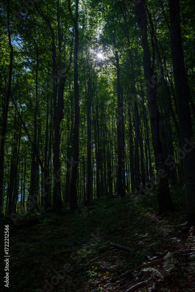 Fototapeta Sun streaming through tall forest trunks in shadowed mountain woodland