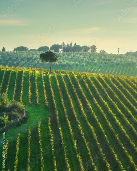 Fototapeta Chianti vineyard with pine tree near Strada in Chianti, Tuscany