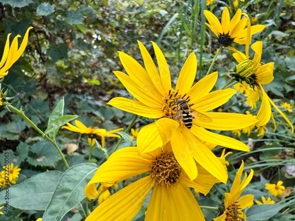 Fototapeta Midwest Yellow Petal Wildflower with Bee Harvesting Nectar