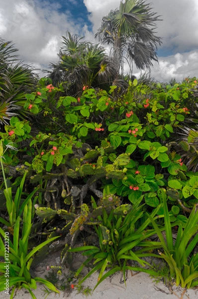 Obraz Plants on acloudy day