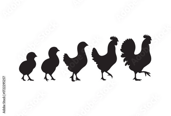Fototapeta Vector illustration. A set of silhouettes of chickens of all ages. Chickens and cocks. Scale of growth
