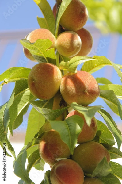 Fototapeta Peach Tree