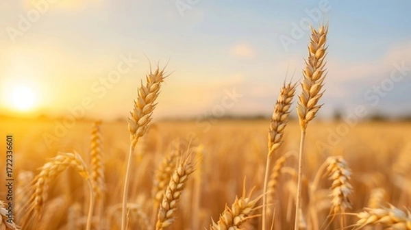 Fototapeta Lush golden wheat fields swaying gracefully in a gentle breeze under a clear blue sky