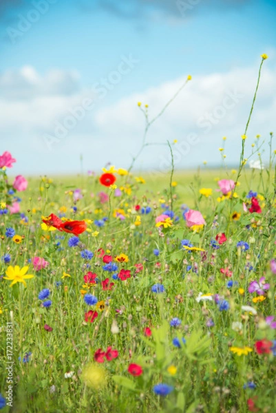 Obraz Wild Flowers