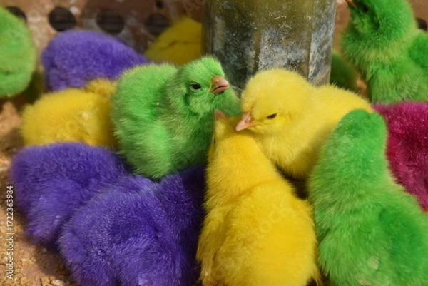 Fototapeta Photo of a group of colored chicks