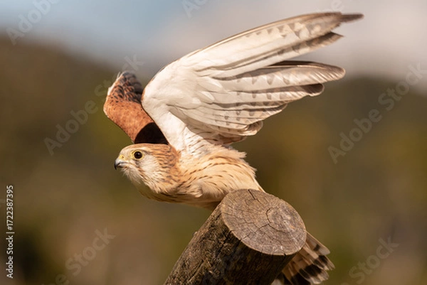 Obraz A captive nankeen, or Australian, kestrel perched on a wooden post taking flight in Queensland, Australia.