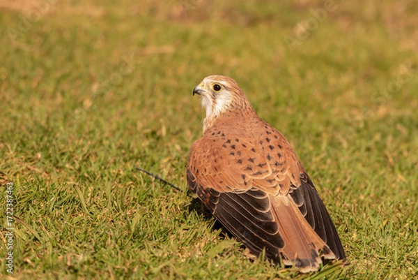 Obraz A captive nankeen, or Australian, kestrel perched on the ground with its back to the camera in Queensland, Australia.