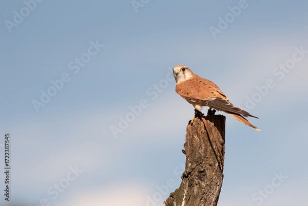 Obraz A captive nankeen, or Australian, kestrel perched on a wooden post in Queensland, Australia.
