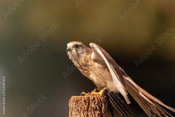 Obraz A captive nankeen, or Australian, kestrel perched on a wooden post with its wings partially spread in Queensland, Australia.