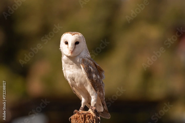 Obraz A captive eastern barn owl perched on a wooden post.