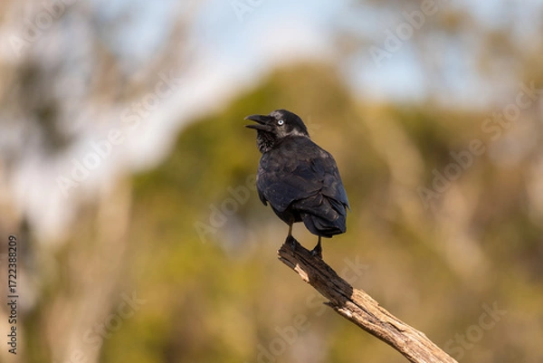 Obraz An Australian raven perched in a tree eating a red worm. Queensland, Australia.