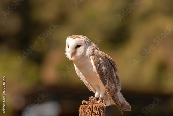 Obraz A captive eastern barn owl perched on a wooden post.
