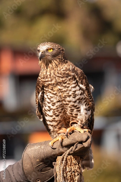 Obraz A captive powerful owl perched on its handler's leather glove. Queensland, Australia.